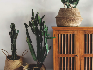 Intention by Masland Carpet