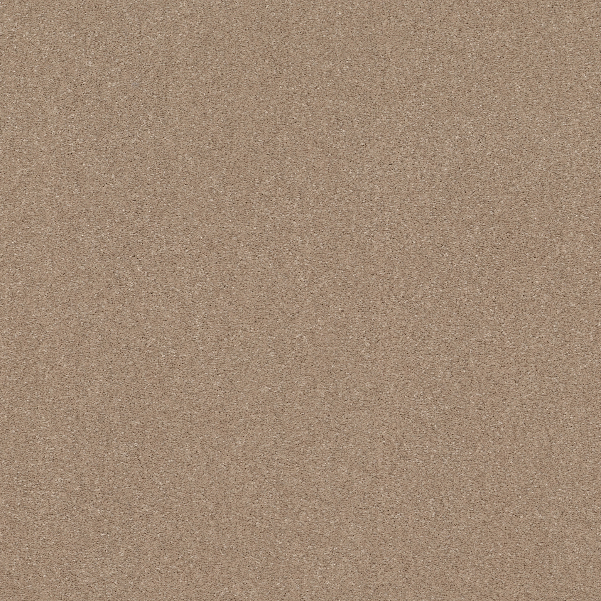 Shaw Floors - SOLIDIFY III 12' by Shaw Floors - Raw Lumber