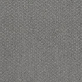 Grey Fox