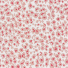 carnation-link-ashley stark