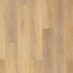 Canterbury Elm